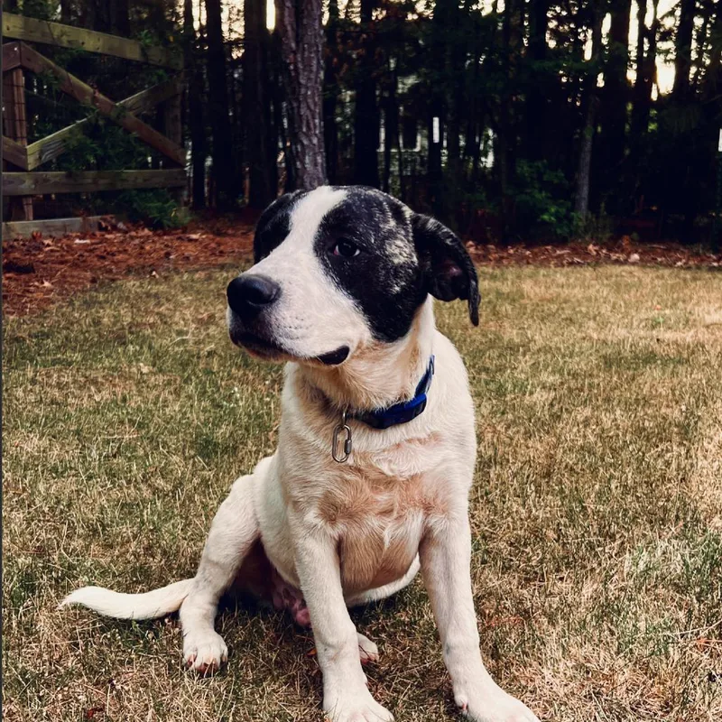 A baby medium-sized male Brindle Pit Bull Terrier dog named Kabu for adoption in Wake Forest, NC