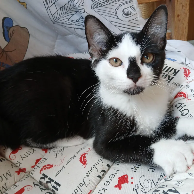 A young medium-sized male Black & White / Tuxedo Domestic Short Hair cat named Alfalfa for adoption in Germansville, PA
