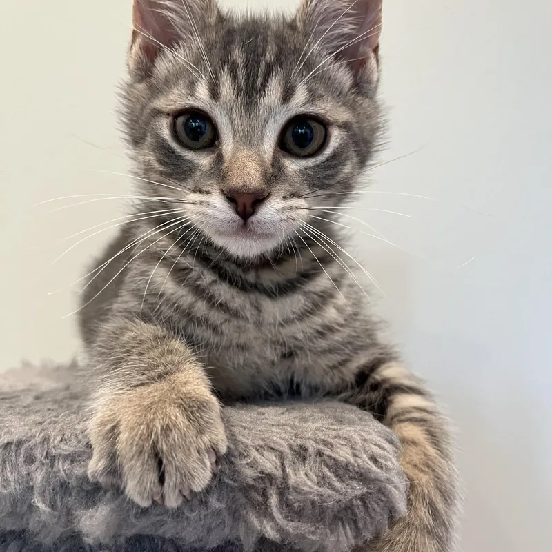 A baby small-sized male Tabby (Gray / Blue / Silver) Domestic Short Hair cat named Peregrine for adoption in Alexandria, VA