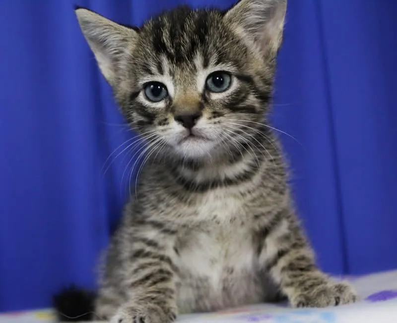 A baby medium-sized male Domestic Short Hair cat named Mike for adoption in Reynoldsburg, OH