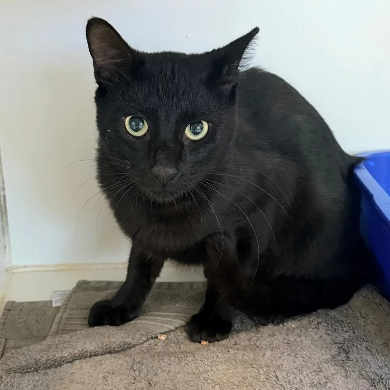 A young medium-sized male Black Domestic Short Hair cat named Enigma for adoption in Newark, NJ