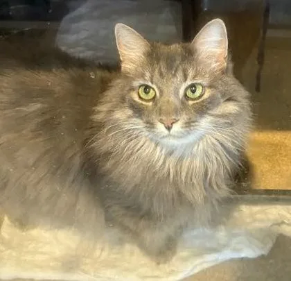 An adult medium-sized female Domestic Long Hair cat named Renesme for adoption in Washington, DC