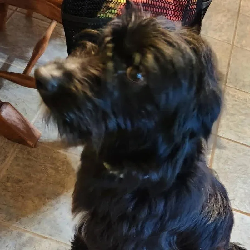 A young medium-sized female Black Poodle dog named Olive for adoption in Kansas City, MO