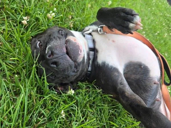 An adult medium-sized female Pit Bull Terrier dog named Burrata for adoption in Millersville, MD