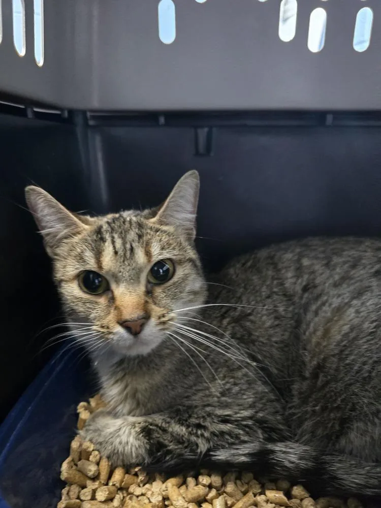 An adult small-sized female Domestic Short Hair cat named Rainey for adoption in Evansville, IN