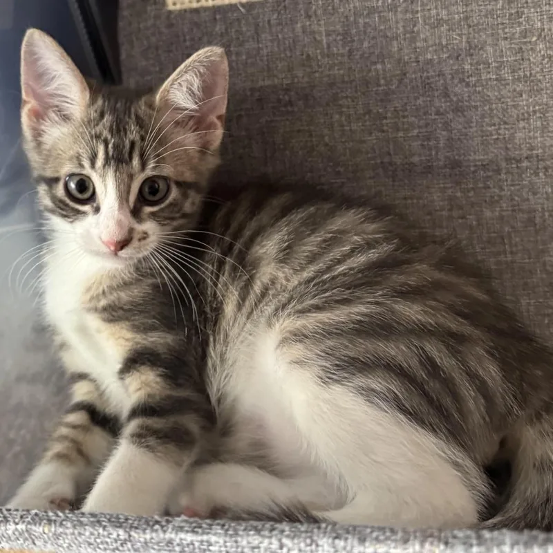 A baby small-sized male Gray / Blue / Silver Domestic Medium Hair cat named Sawyer for adoption in Houston, TX