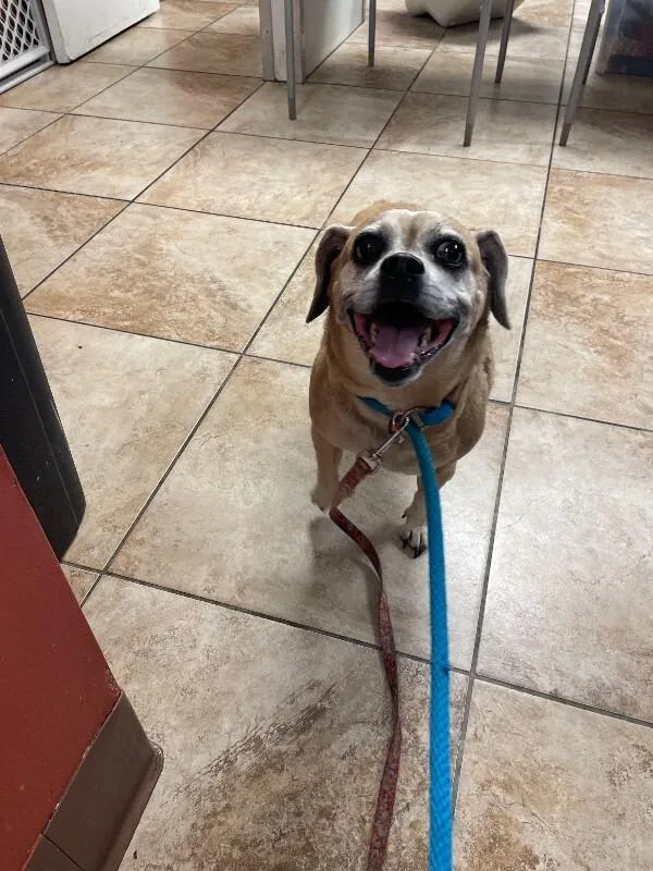 An adult small-sized female Yellow / Tan / Blond / Fawn Mixed Breed dog named Journey for adoption in Cincinnati, OH