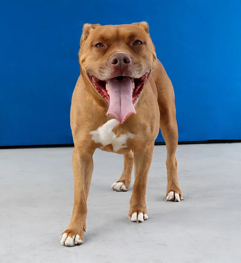 An adult large-sized male Pit Bull Terrier dog named Aries for adoption in Pasadena, CA