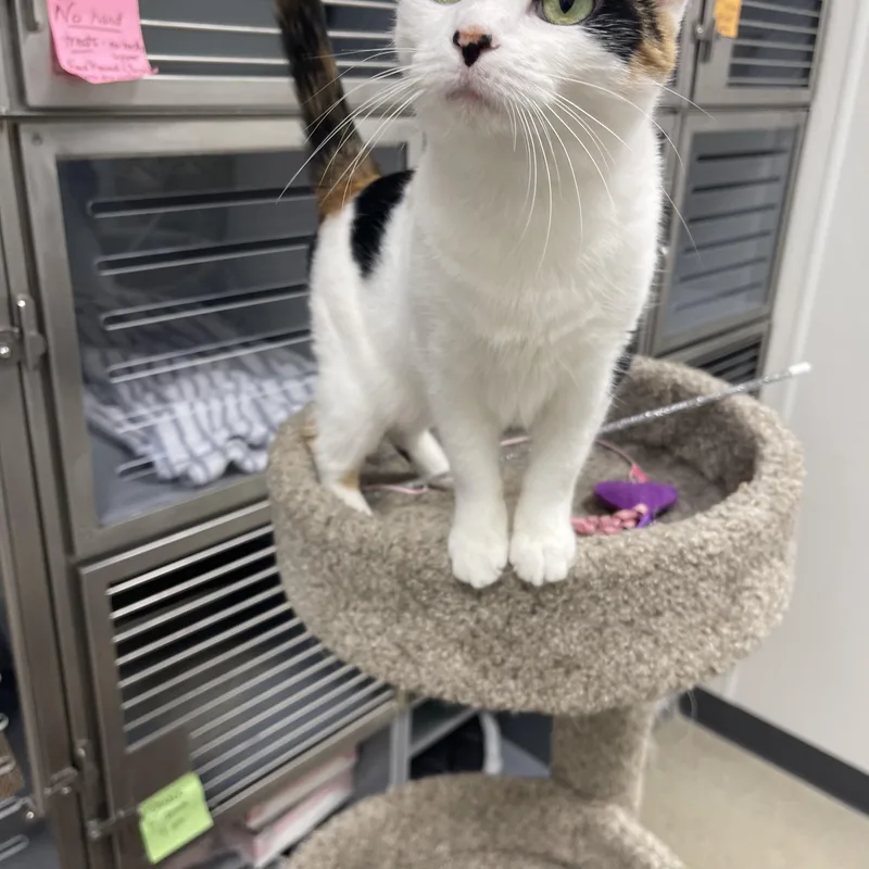 An adult medium-sized female Calico cat named Louise for adoption in Highland, IN