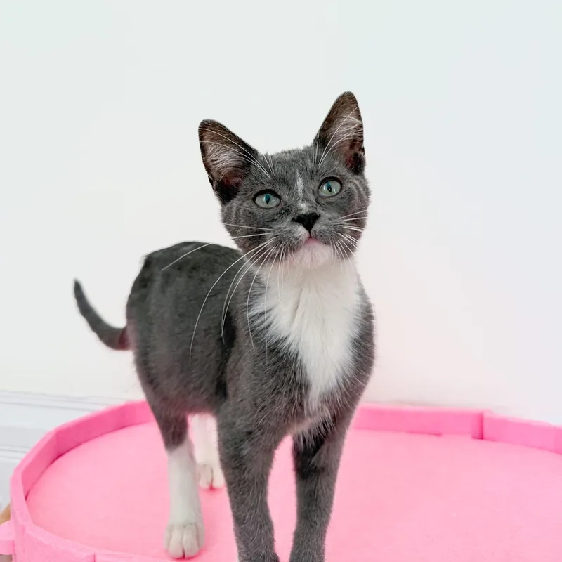 A young medium-sized male Domestic Short Hair cat named Wembley for adoption in New Orleans, LA