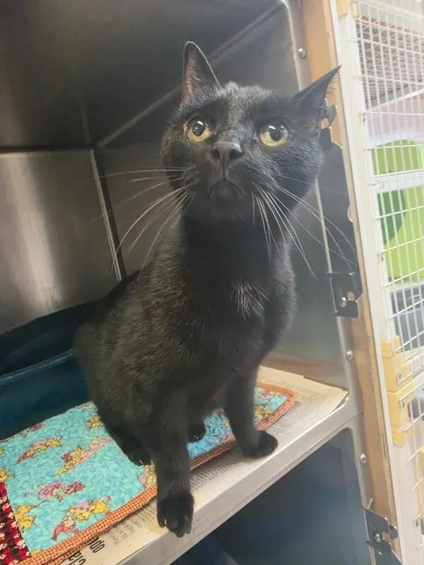 An adult medium-sized male Domestic Short Hair cat named Jax for adoption in Cortland, NY