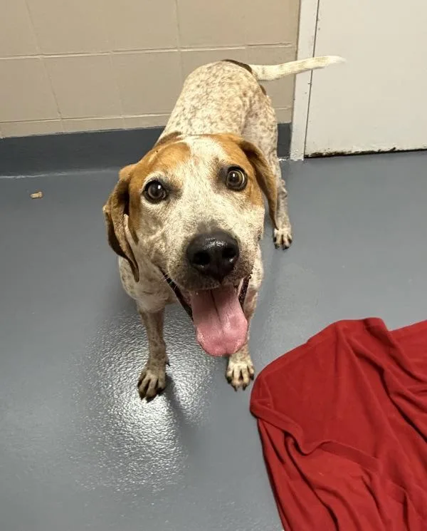 An adult large-sized male Coonhound dog named Caramel for adoption in Canton, GA