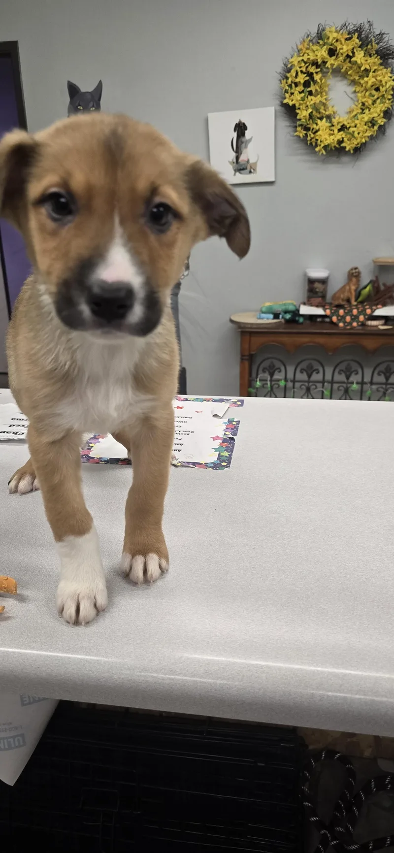 Bella Rose thumbnail 2