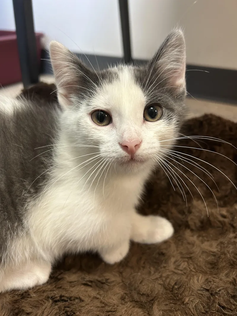 A young medium-sized male Domestic Short Hair cat named Michigan for adoption in St. Clair, MI