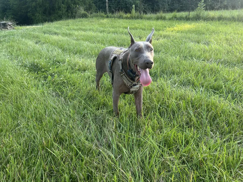 An adult large-sized male Yellow / Tan / Blond / Fawn Doberman Pinscher dog named Sig for adoption in Louisville, KY