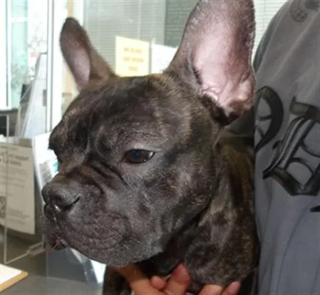 A young medium-sized male French Bulldog dog named Rocco for adoption in Los Angeles, CA