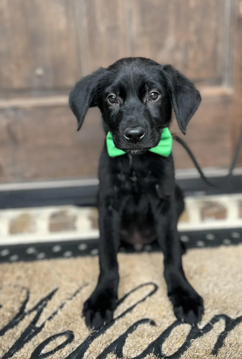 Archie
