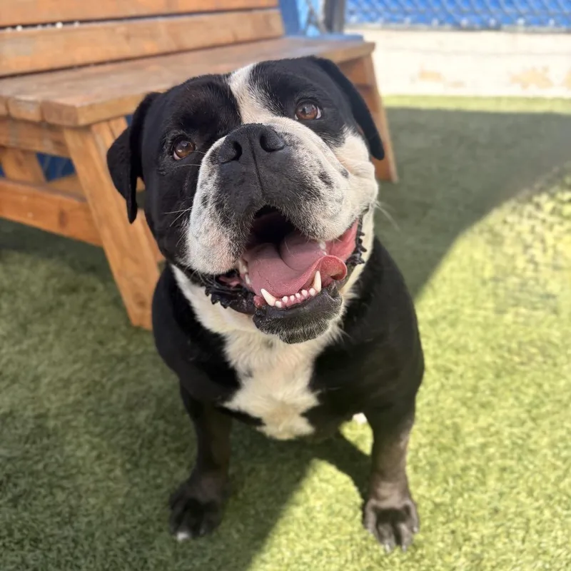 An adult large-sized male Black English Bulldog dog named Nugget for adoption in Long Beach, CA