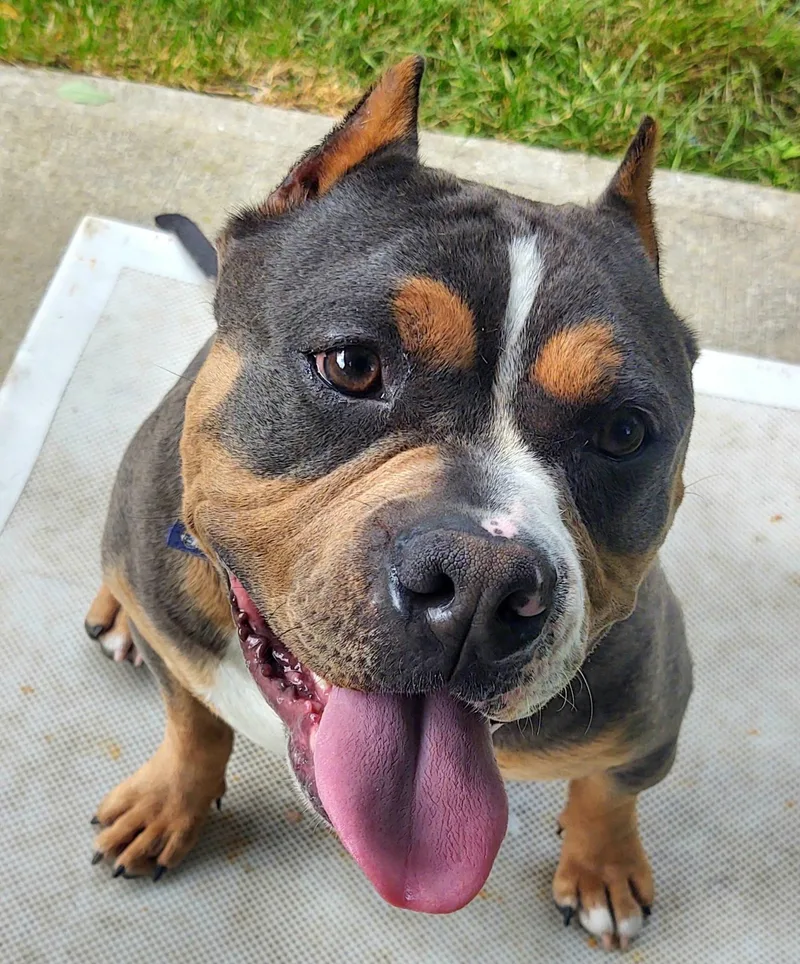 An adult large-sized male Pit Bull Terrier dog named Guinness for adoption in North Kingstown, RI