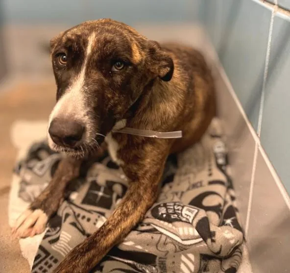 An adult large-sized female Staffordshire Bull Terrier dog named Maybelline for adoption in Houston, TX
