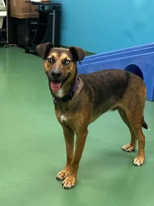 An adult large-sized male Mixed Breed dog named Archie for adoption in Westland, MI