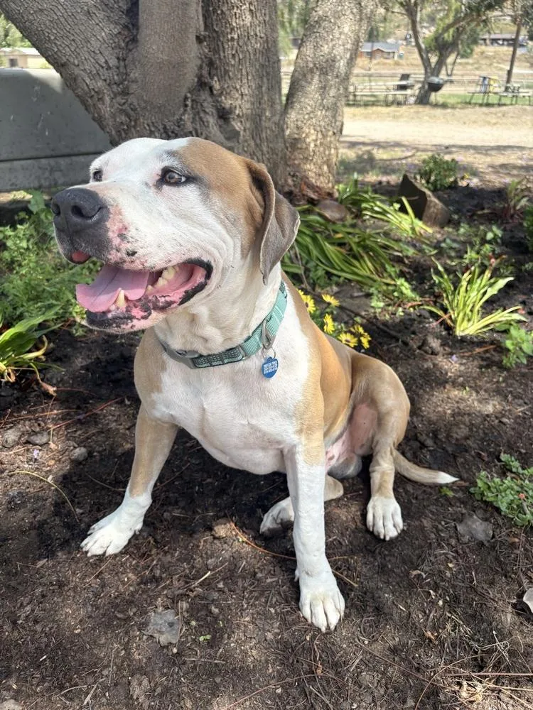 A young medium-sized male White / Cream Pit Bull Terrier dog named Mikey for adoption in Escondido, CA