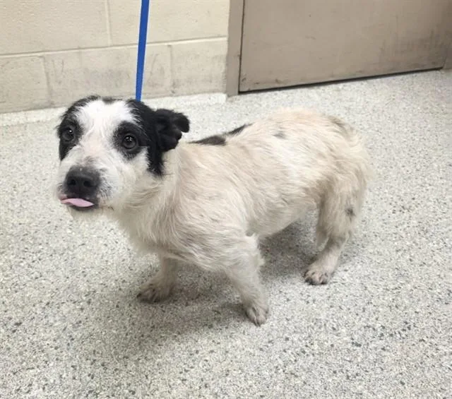 An adult small-sized male Rat Terrier dog named Hero for adoption in Conroe, TX