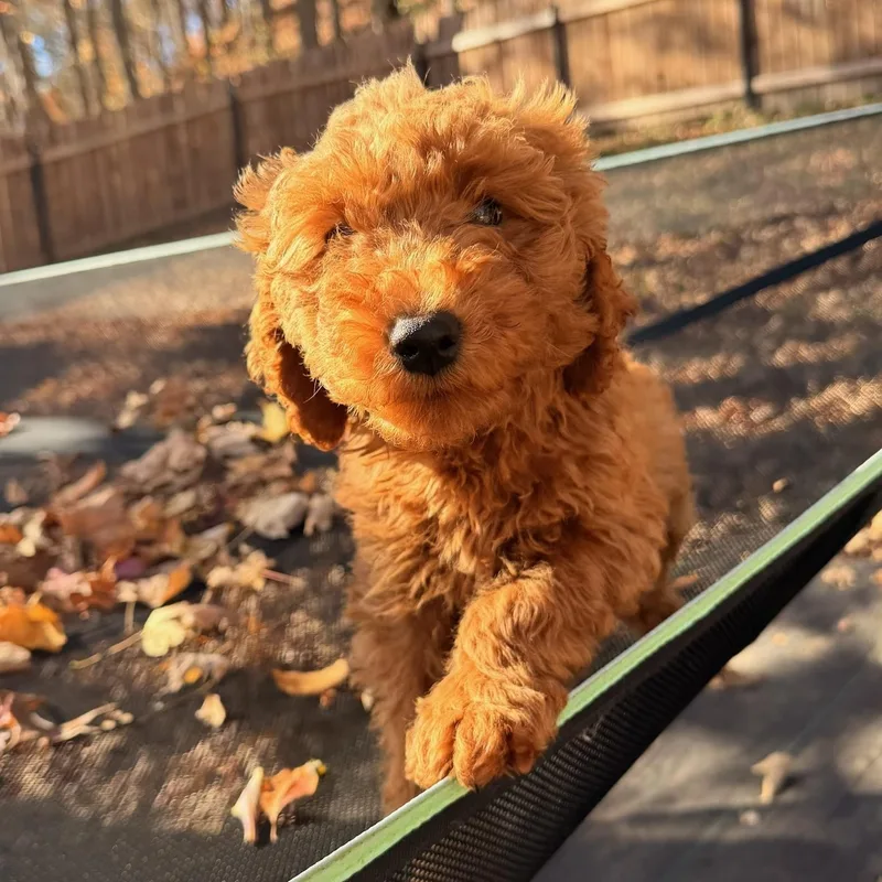 A baby medium-sized female Red / Chestnut / Orange Goldendoodle dog named Sassy for adoption in North Freedom, WI