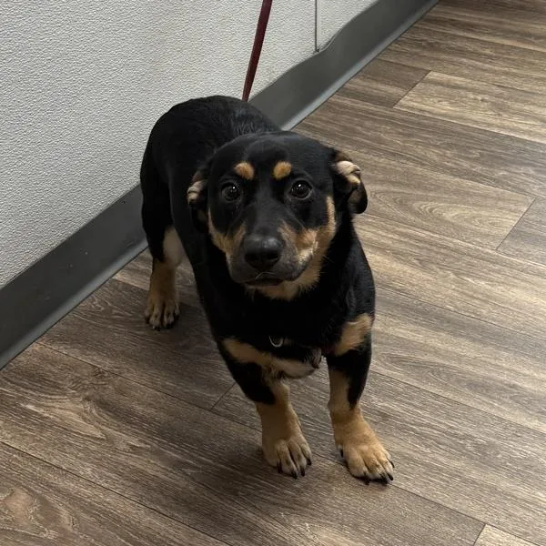 A young medium-sized female Shepherd dog named Linda for adoption in El Cajon, CA