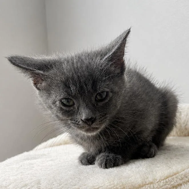 A baby small-sized female Domestic Short Hair cat named Mouse for adoption in La Grange, KY