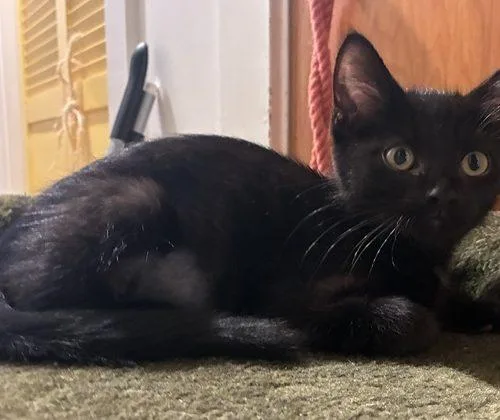A baby small-sized female Black Domestic Short Hair cat named Uma for adoption in Kenosha, WI