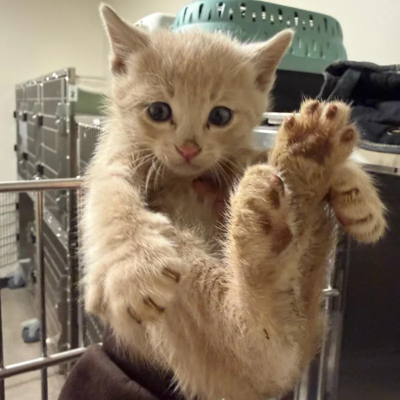 A baby small-sized male Cream / Ivory Domestic Short Hair cat named Frankie for adoption in Cody, WY