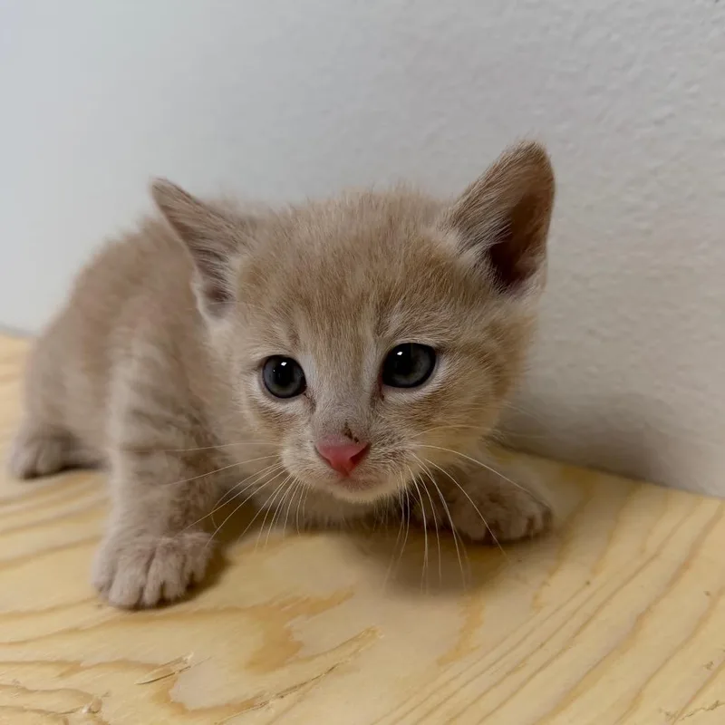 Frankie thumbnail 3