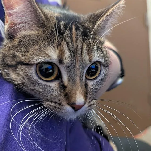 A young small-sized female Domestic Short Hair cat named Hinata for adoption in Olivette, MO