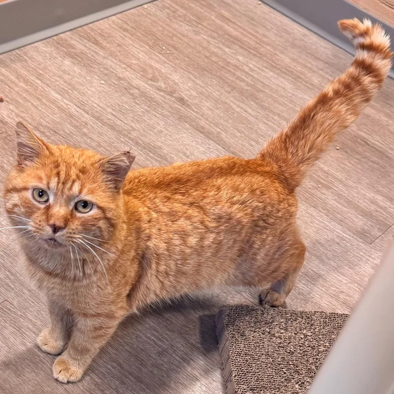 An adult large-sized male Orange / Red Domestic Short Hair cat named Victor for adoption in Newark, DE