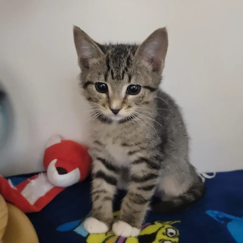 A baby small-sized male Brown / Chocolate Domestic Short Hair cat named Piranha for adoption in Phoenix, AZ