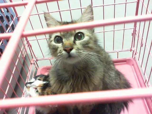 An adult small-sized female Domestic Medium Hair cat named Princess for adoption in Charlotte, NC