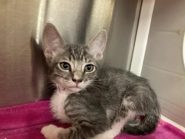 A baby small-sized male Domestic Short Hair cat named Andy for adoption in Tustin, CA