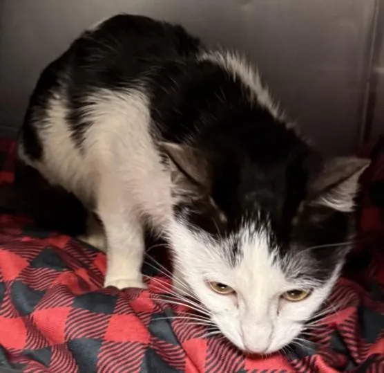 A baby medium-sized female Domestic Short Hair cat named Ozzy for adoption in Chatsworth, CA