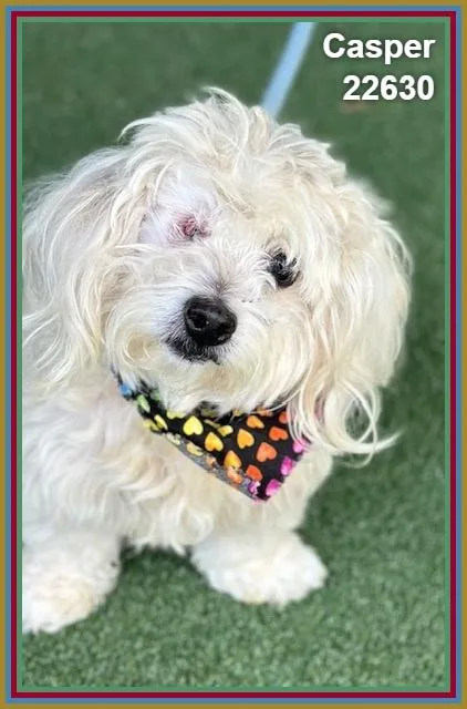 A young small-sized male Poodle dog named Casper for adoption in Marietta, GA