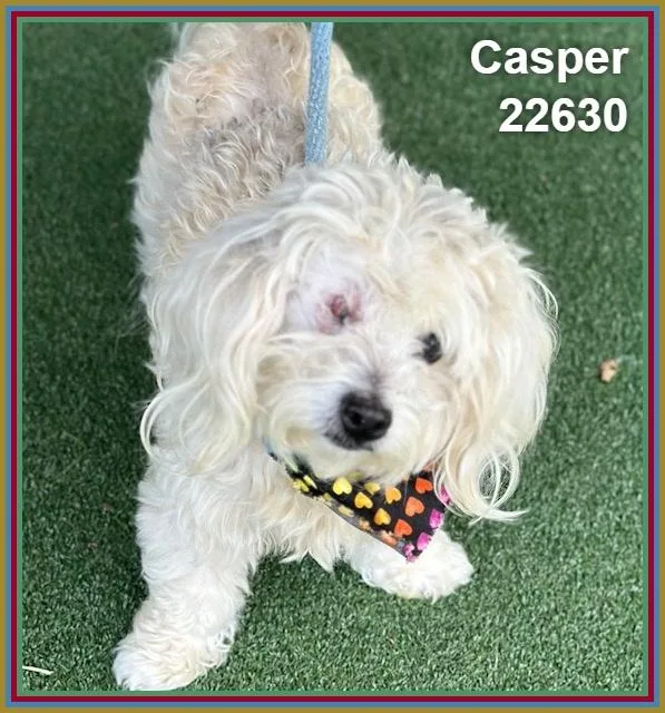 Casper thumbnail 5
