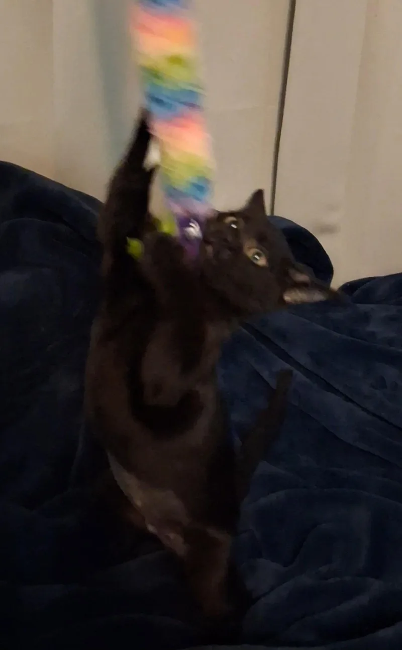 A young medium-sized female Black Domestic Short Hair cat named Star for adoption in Davis, CA