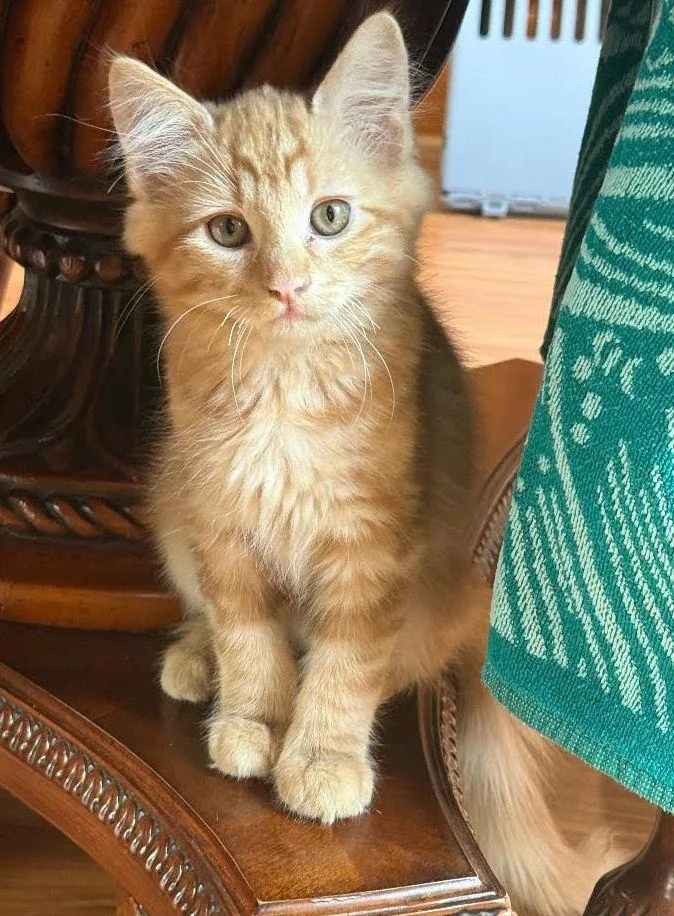 A baby medium-sized male Orange / Red Domestic Short Hair cat named Thomas O'malley for adoption in Seal Beach, CA