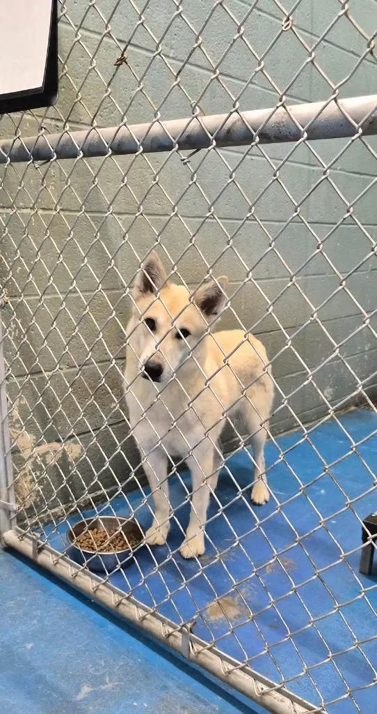 An adult medium-sized female Great Pyrenees dog named Hope for adoption in Danielsville, GA