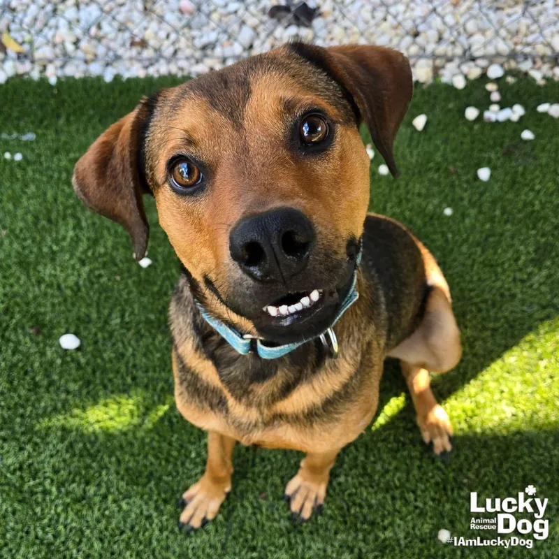 A young medium-sized male Labrador Retriever dog named Flash for adoption in Washington, DC