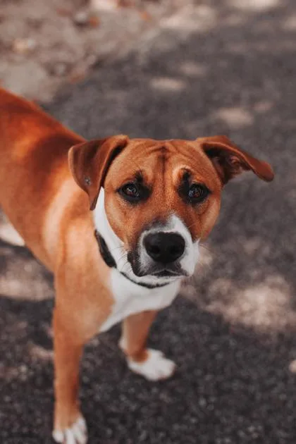 An adult large-sized male Hound dog named a Seamus for adoption in North Charleston, SC