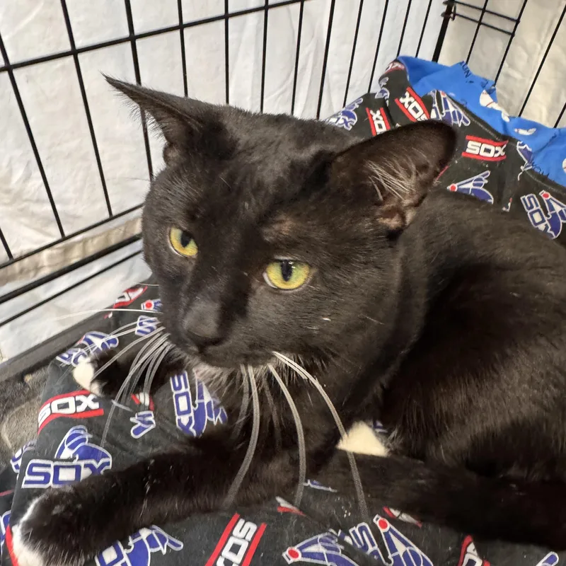 An adult medium-sized male Black & White / Tuxedo Domestic Short Hair cat named Kingpin for adoption in Mokena, IL
