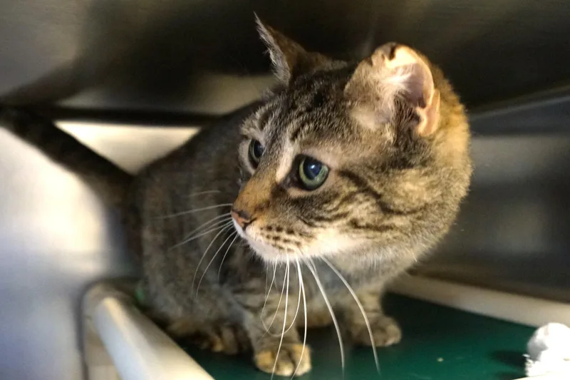 A senior medium-sized female Tabby (Brown / Chocolate) Tabby cat named Luana for adoption in New Milford, CT