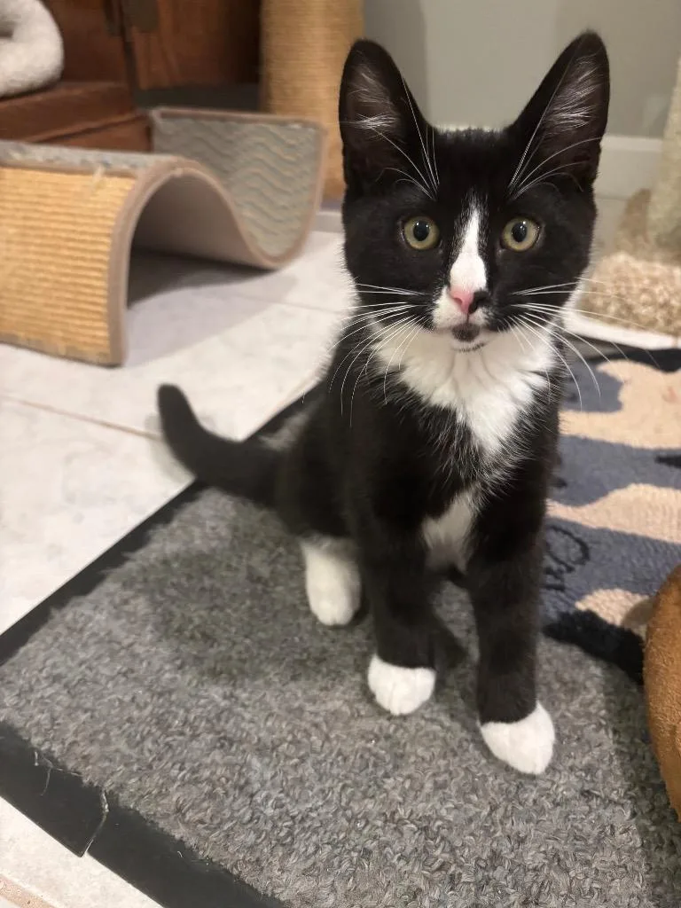 A baby small-sized male Domestic Short Hair cat named Tate for adoption in Lunenburg, MA