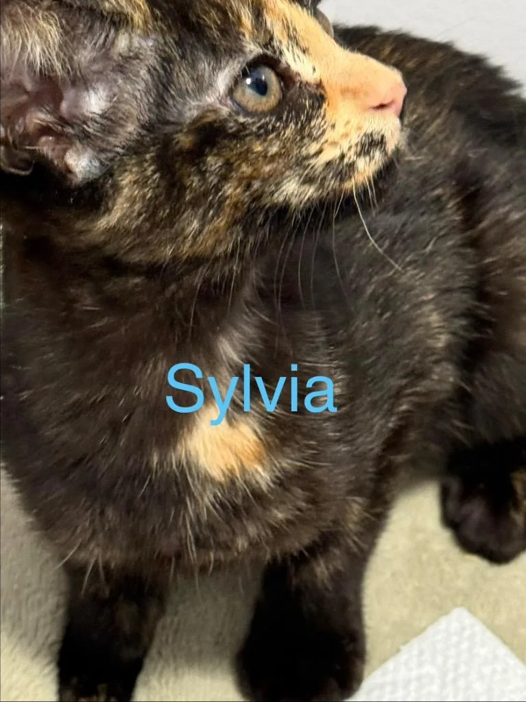 A baby small-sized female Domestic Short Hair cat named Sylvia for adoption in Saint Francisville, LA